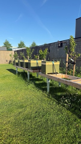 Vijf olijfgroene bijenkasten op een houten stellage in de kantoortuin van ZaaKado, met jonge fruitbomen langs de erfafscheiding.